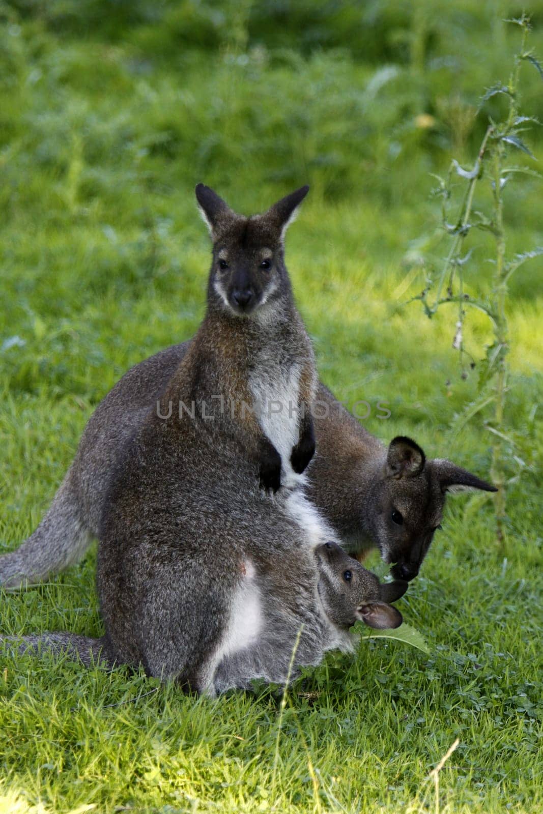 Bennett Kangaroo Family