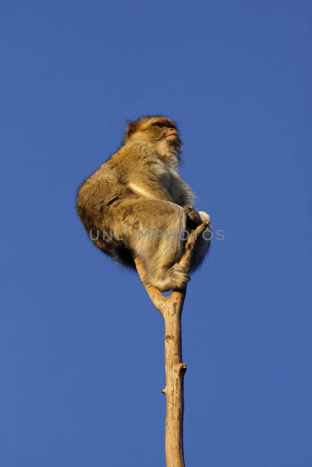 Barbary macaque on a tree