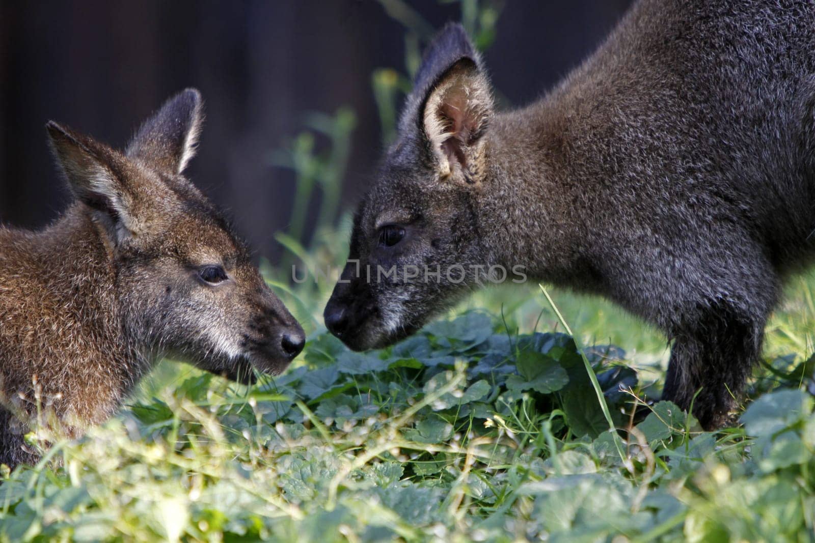 Two Bennet kangaroos