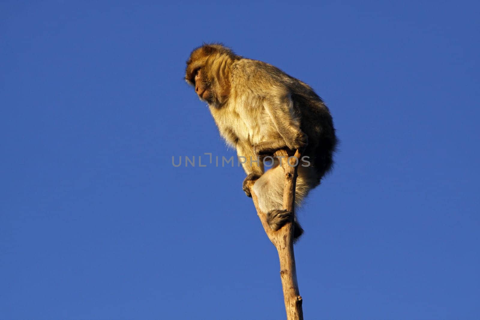 Barbary macaque on a tree