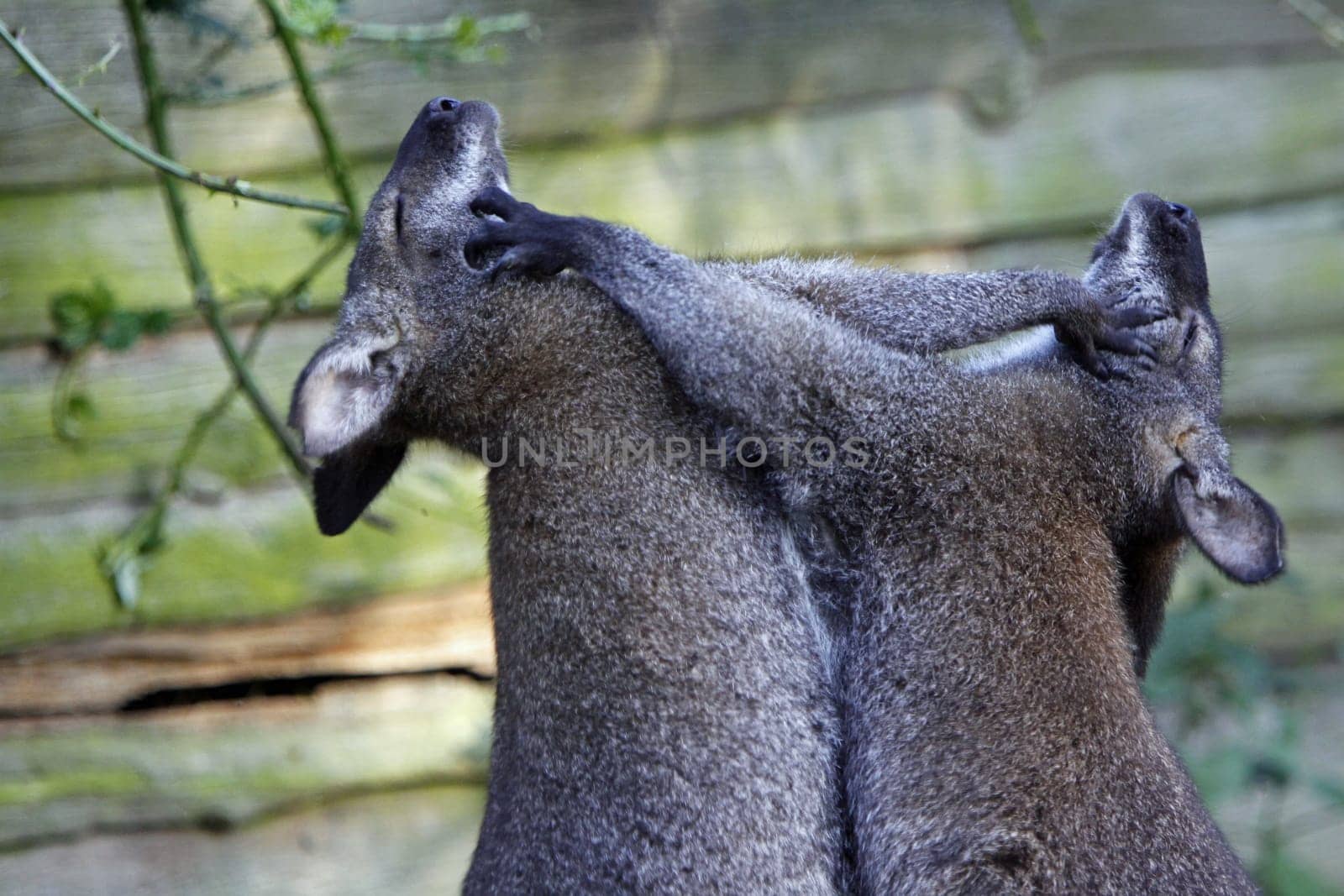 Fighting Bennett's kangaroos