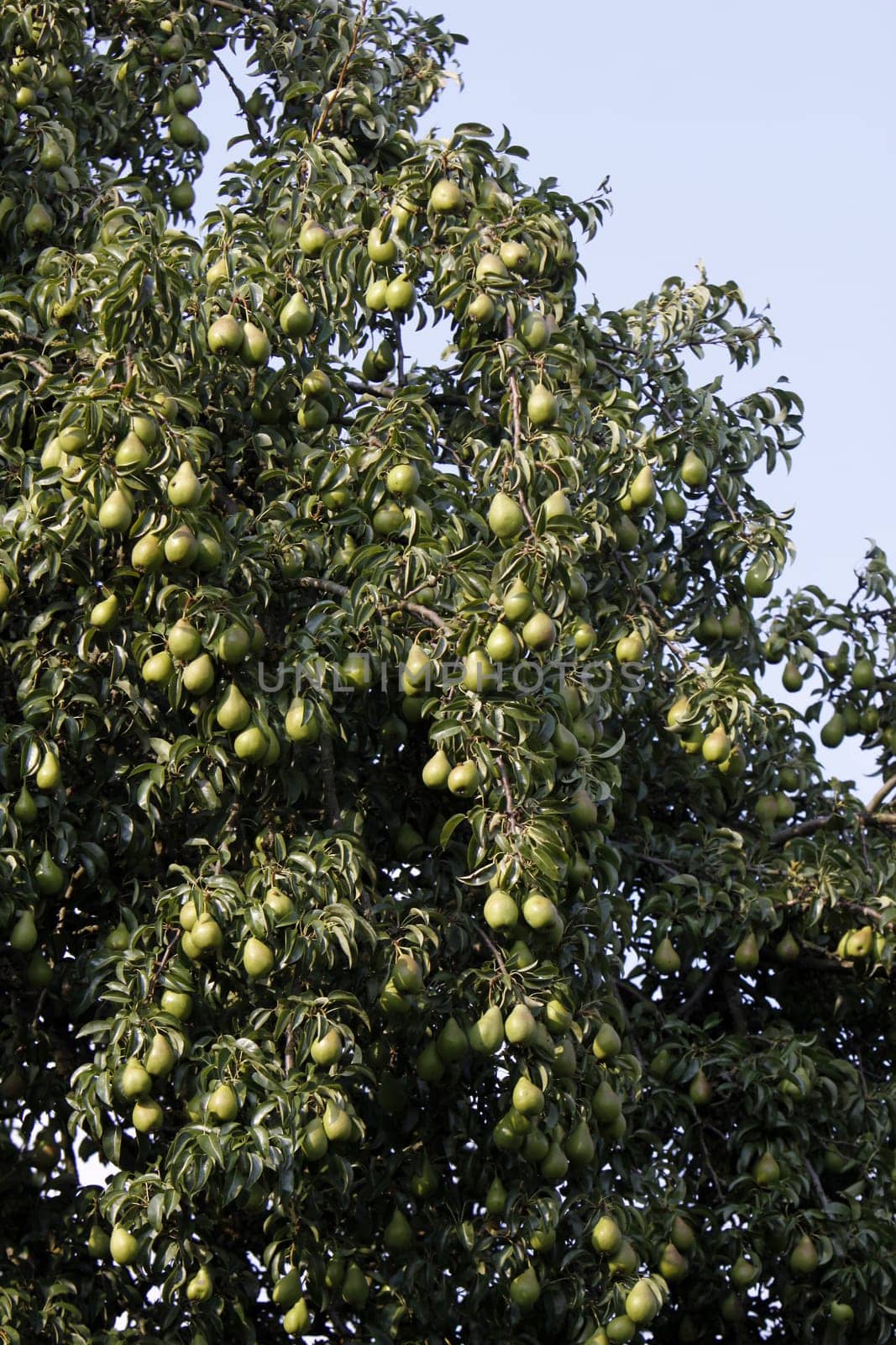 Harvest-ready pears on a pear tree