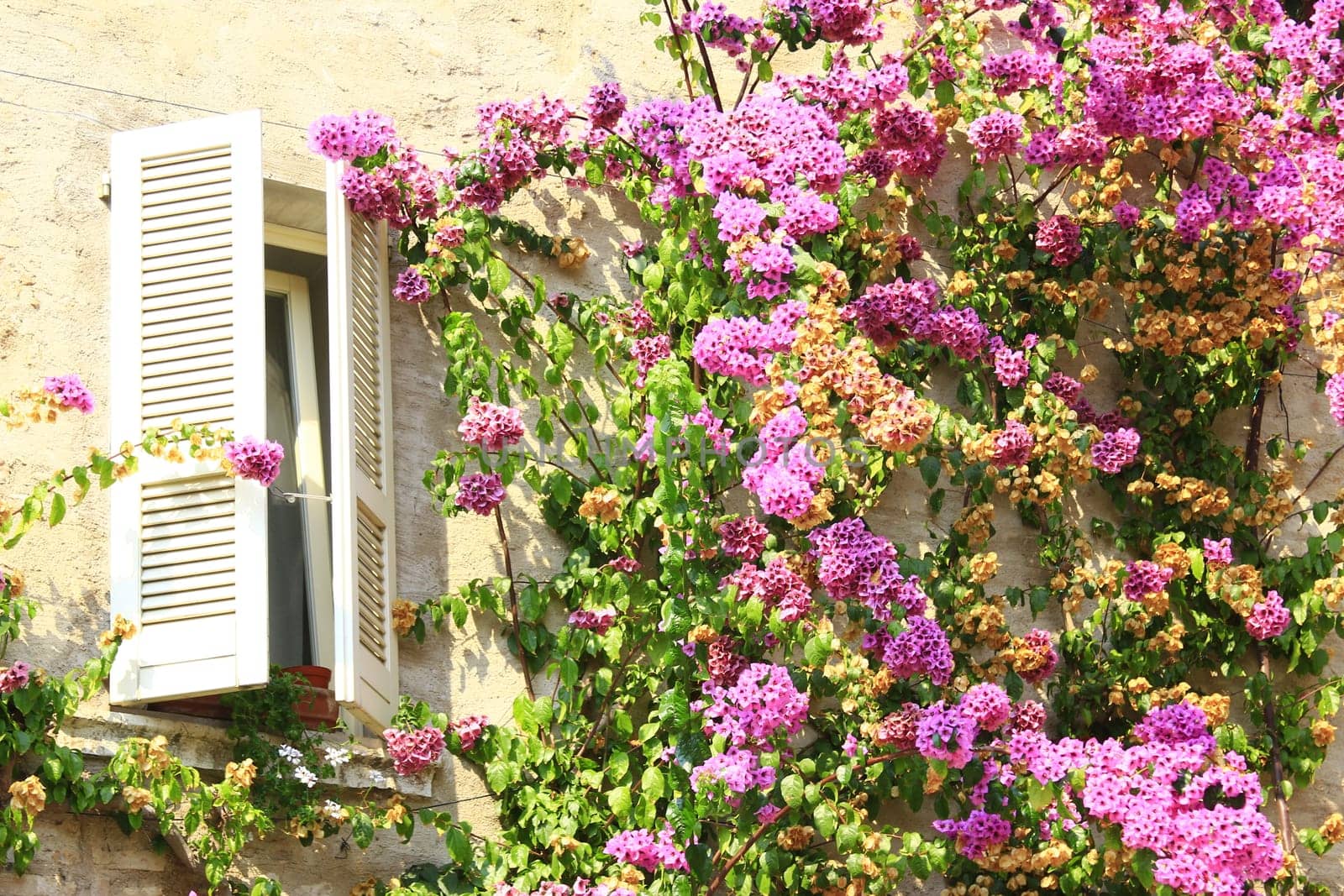 Bougainvillea