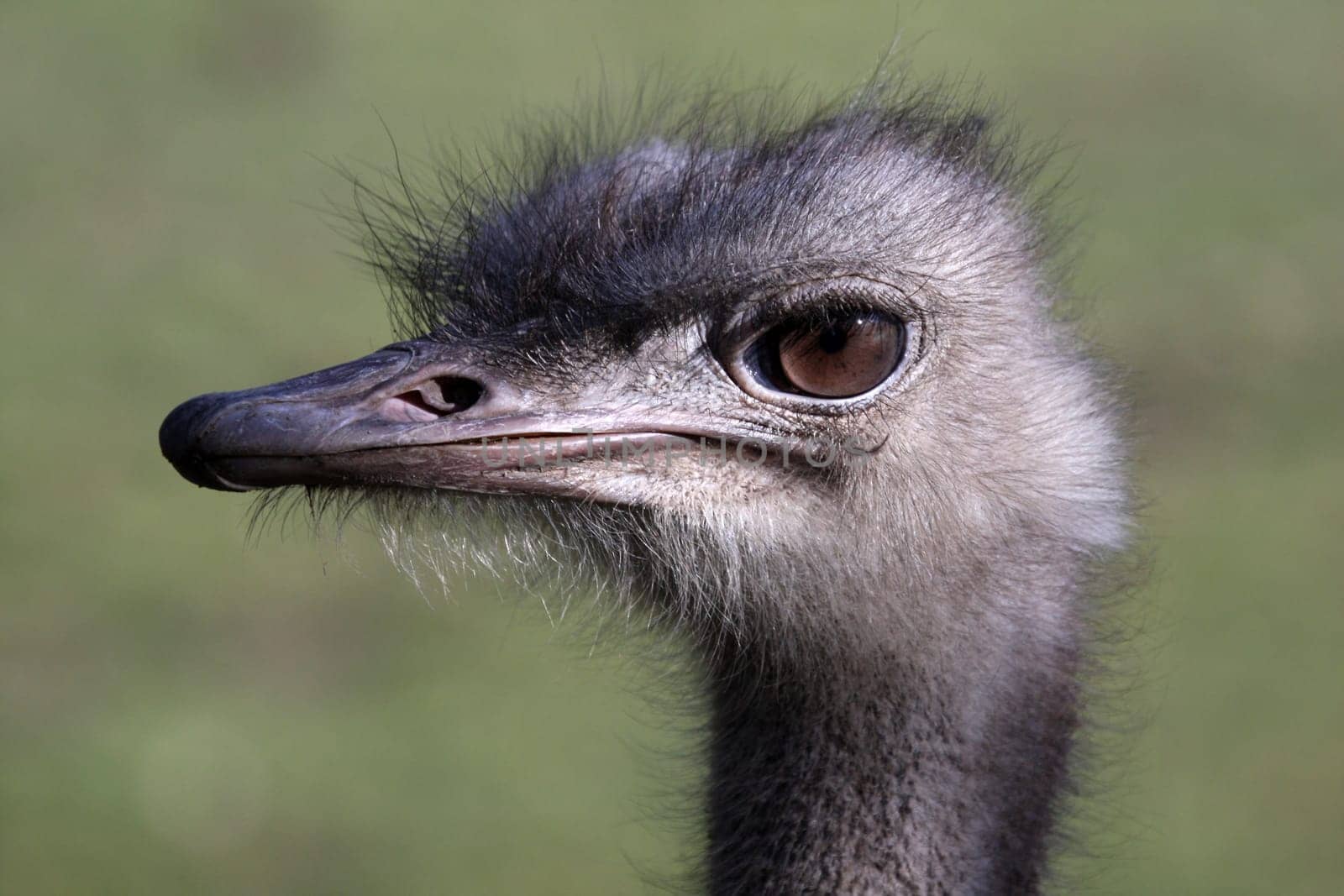 Greater rhea