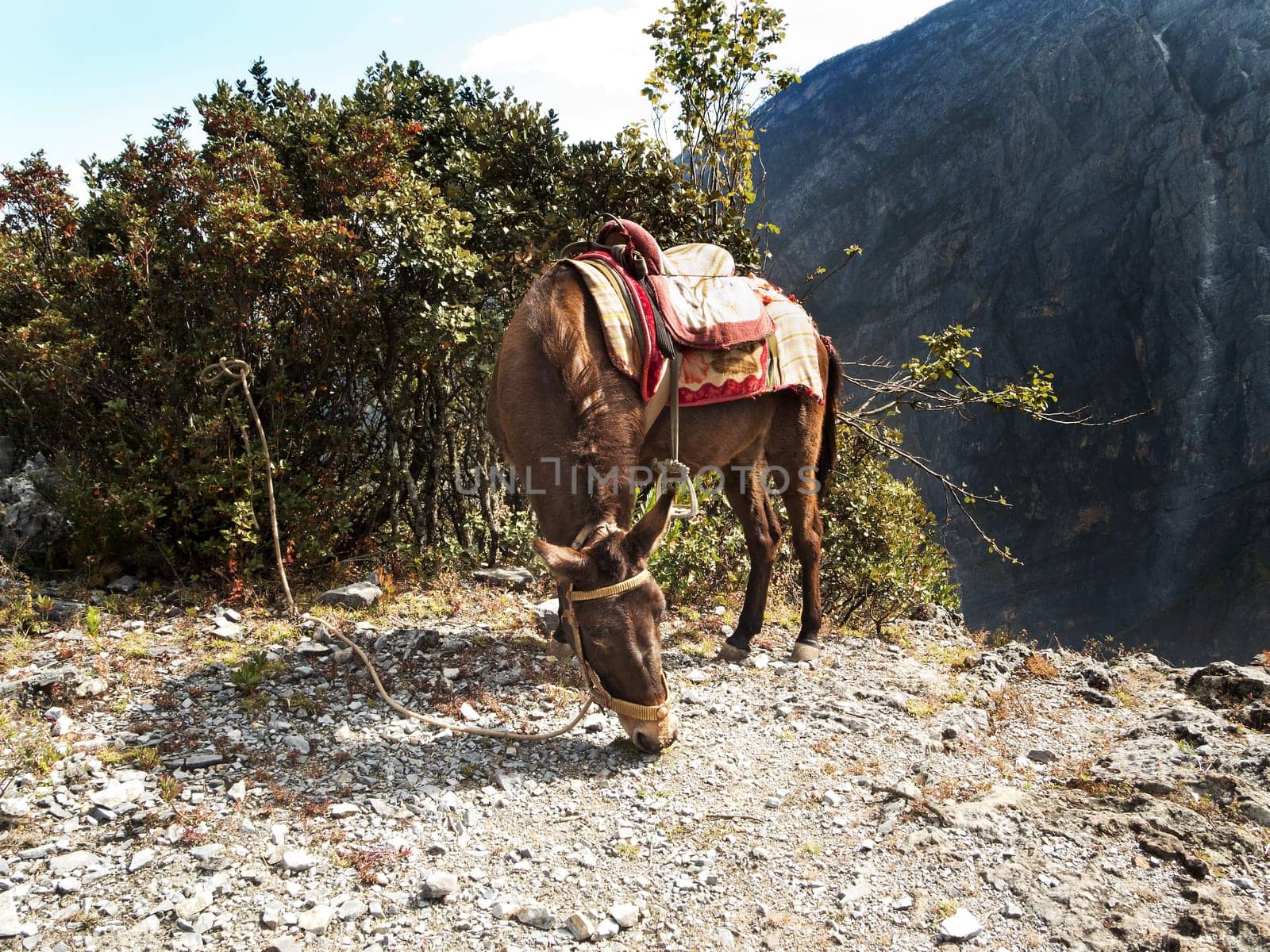 Tibetan horse,farm animal with endurance in asian mountains