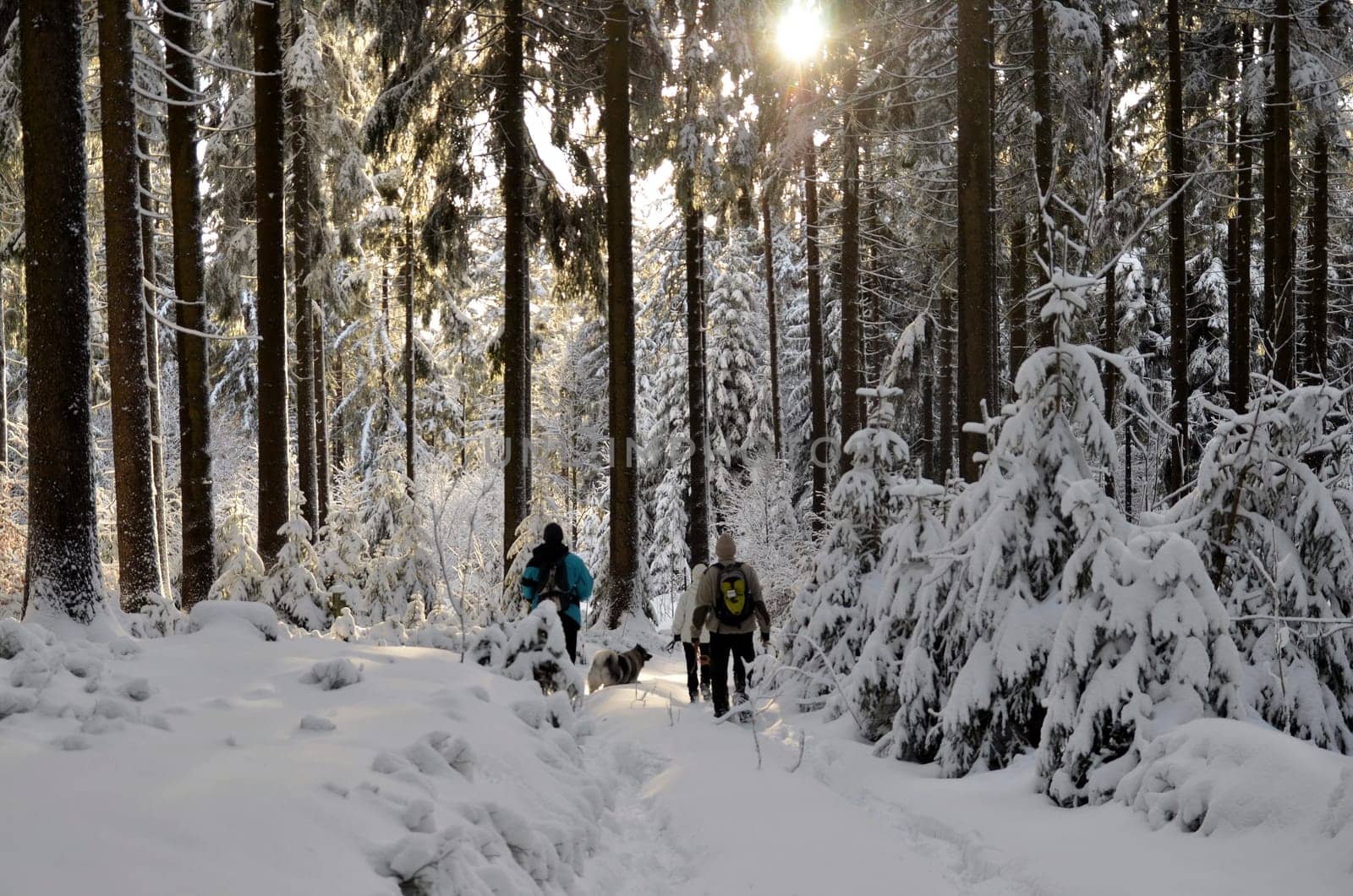 Winter Forest Snow Hiking Mountains