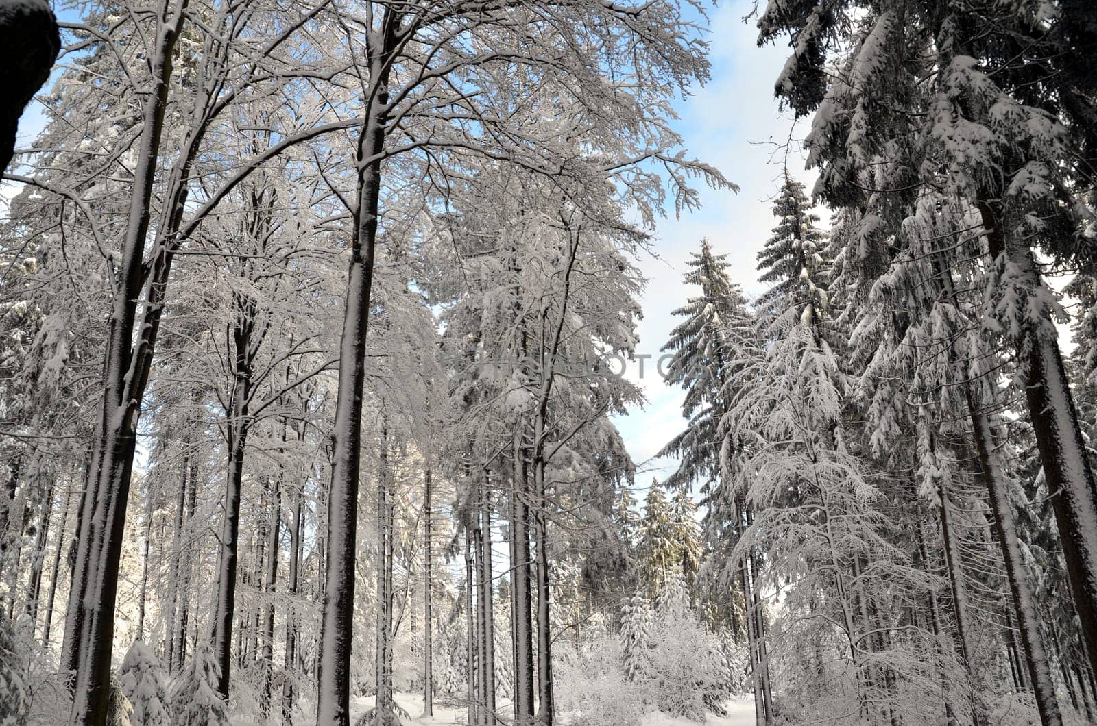 Winter Forest Snow Hiking Mountains