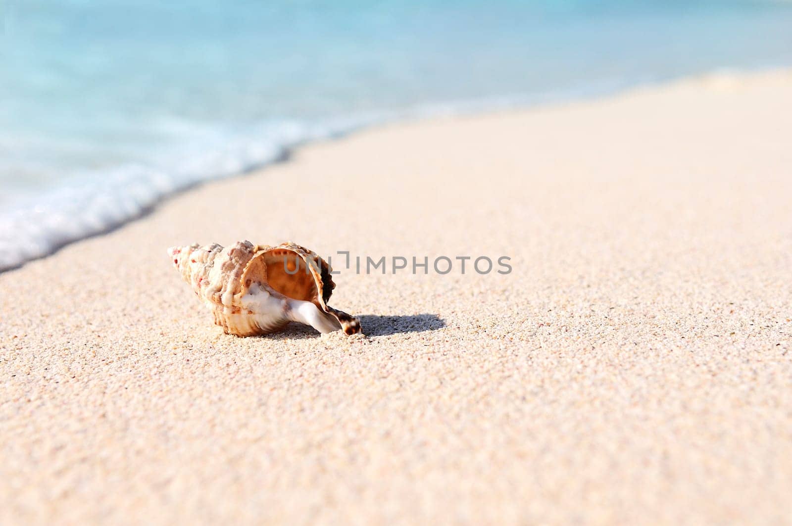 sea shells with sand as background