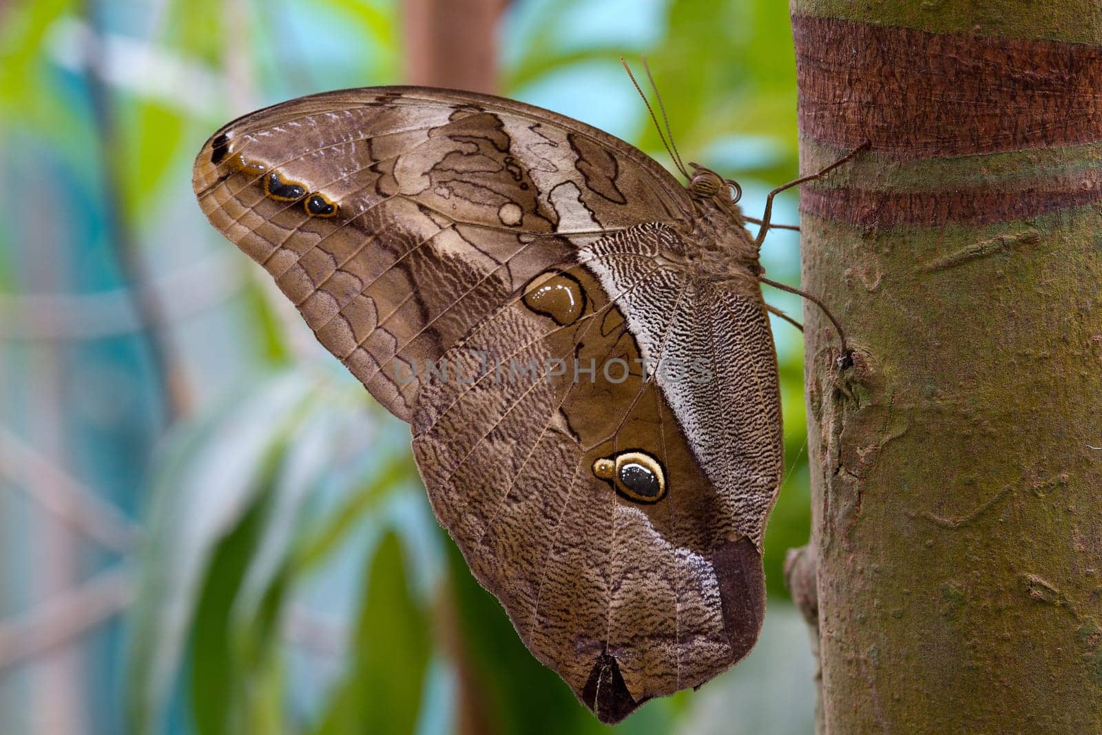Eryphanis polyxena
