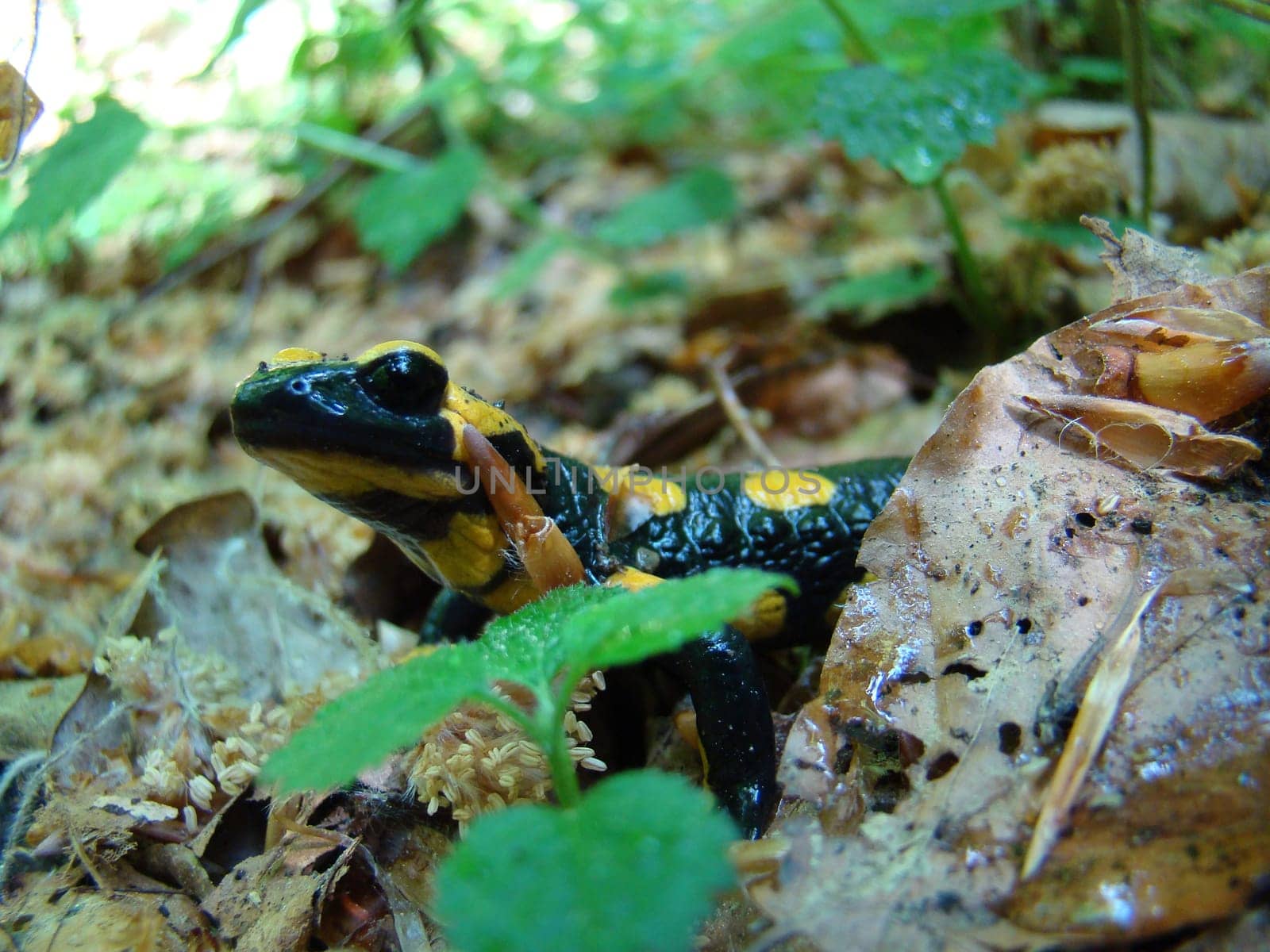 Fire salamanders in the Kellerwald National Park
