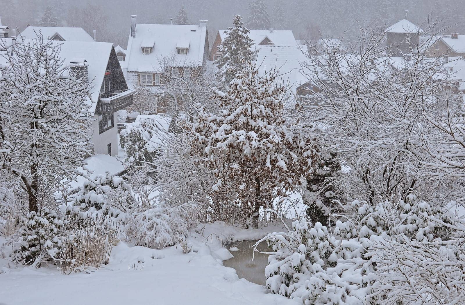 snowy