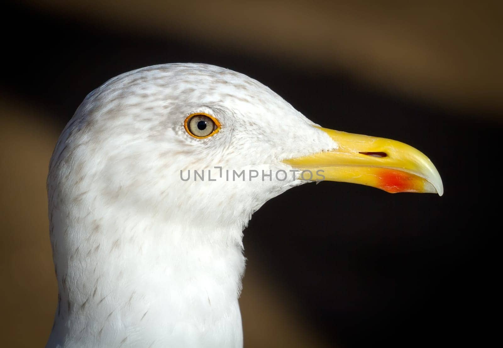 Extreme close-up portrait of a seagull