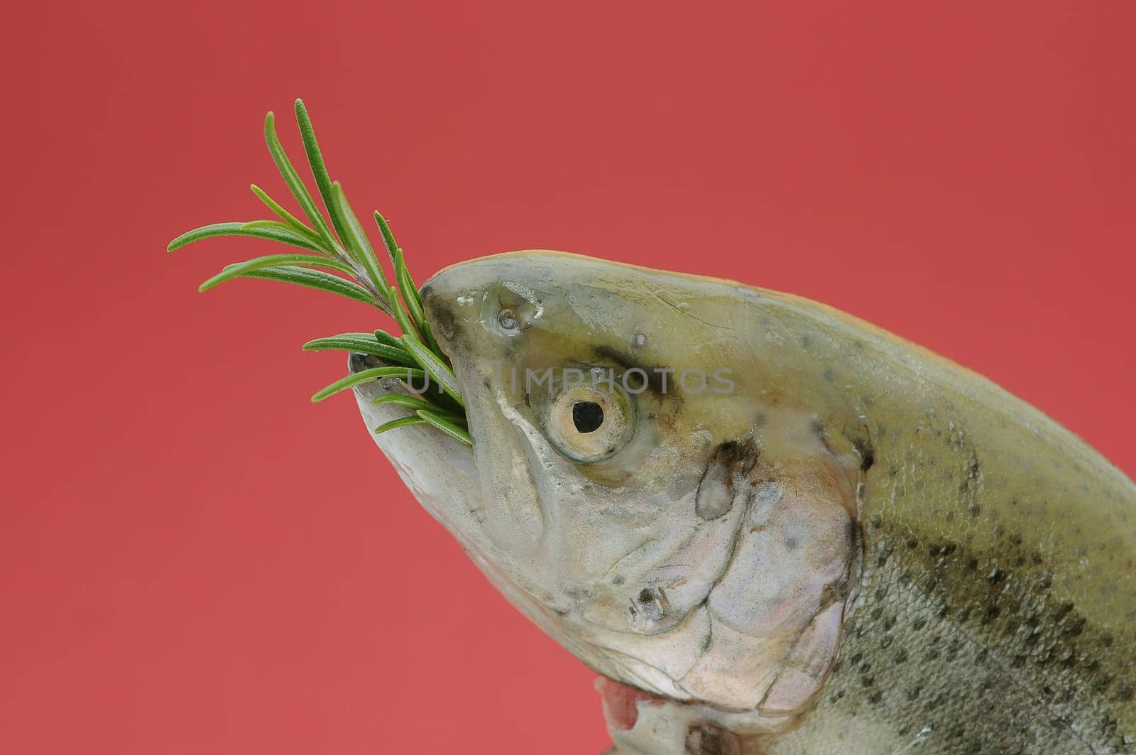 Trout