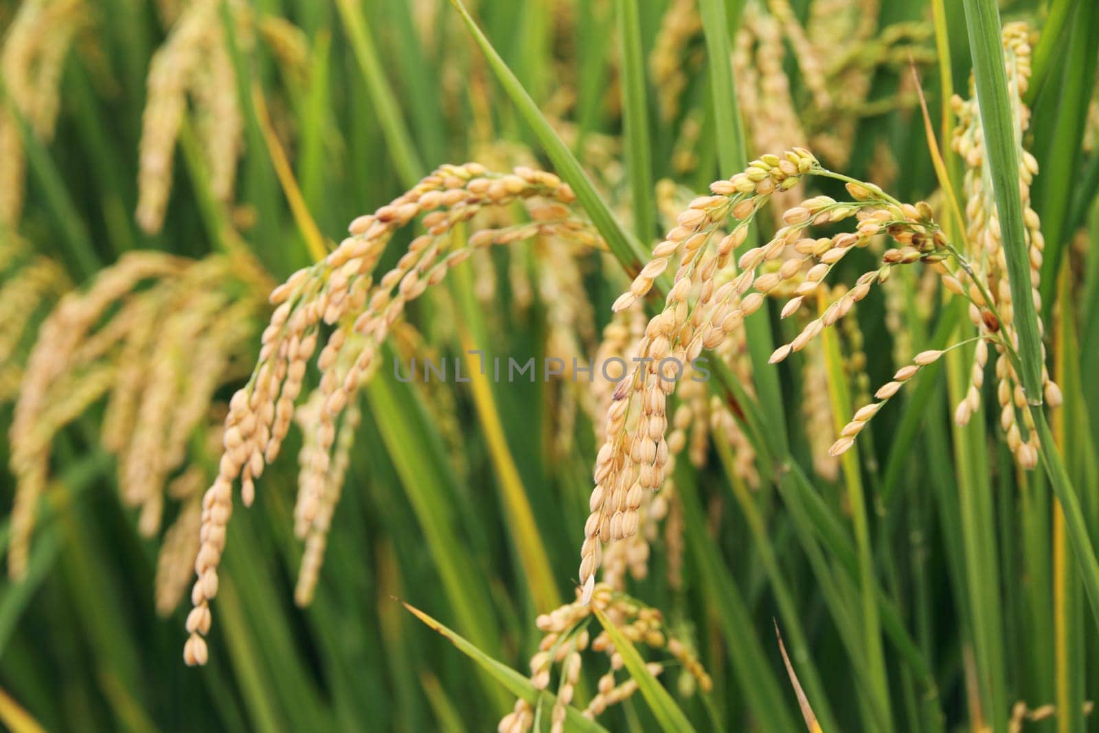 rice plant