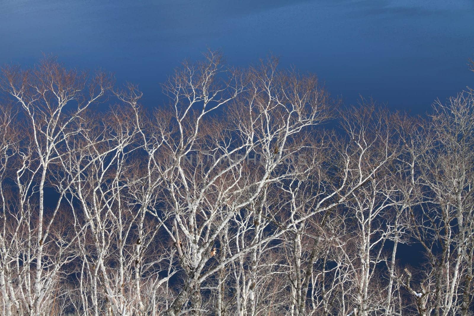 Abstract frost trees
