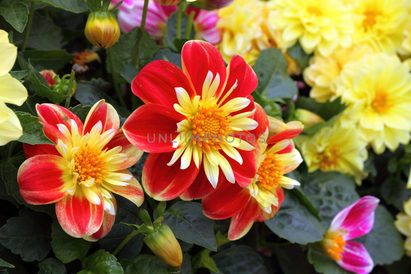 Fresh garden flowers