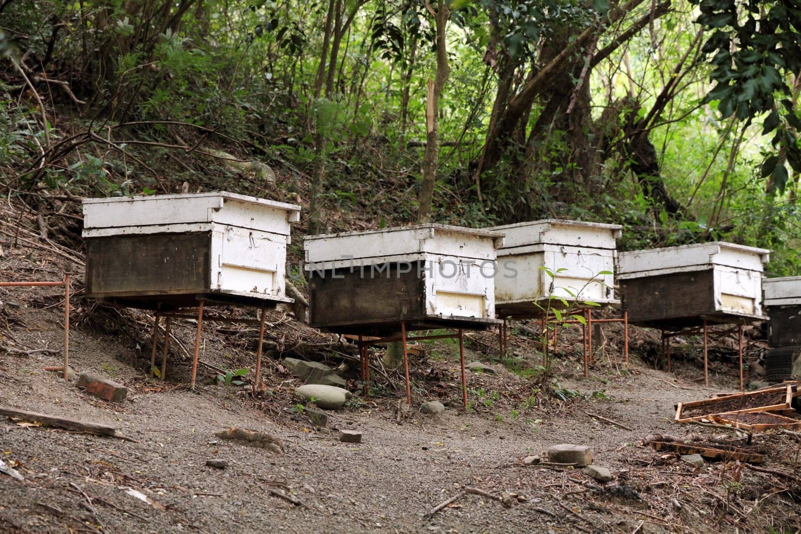 beehives in the forest
