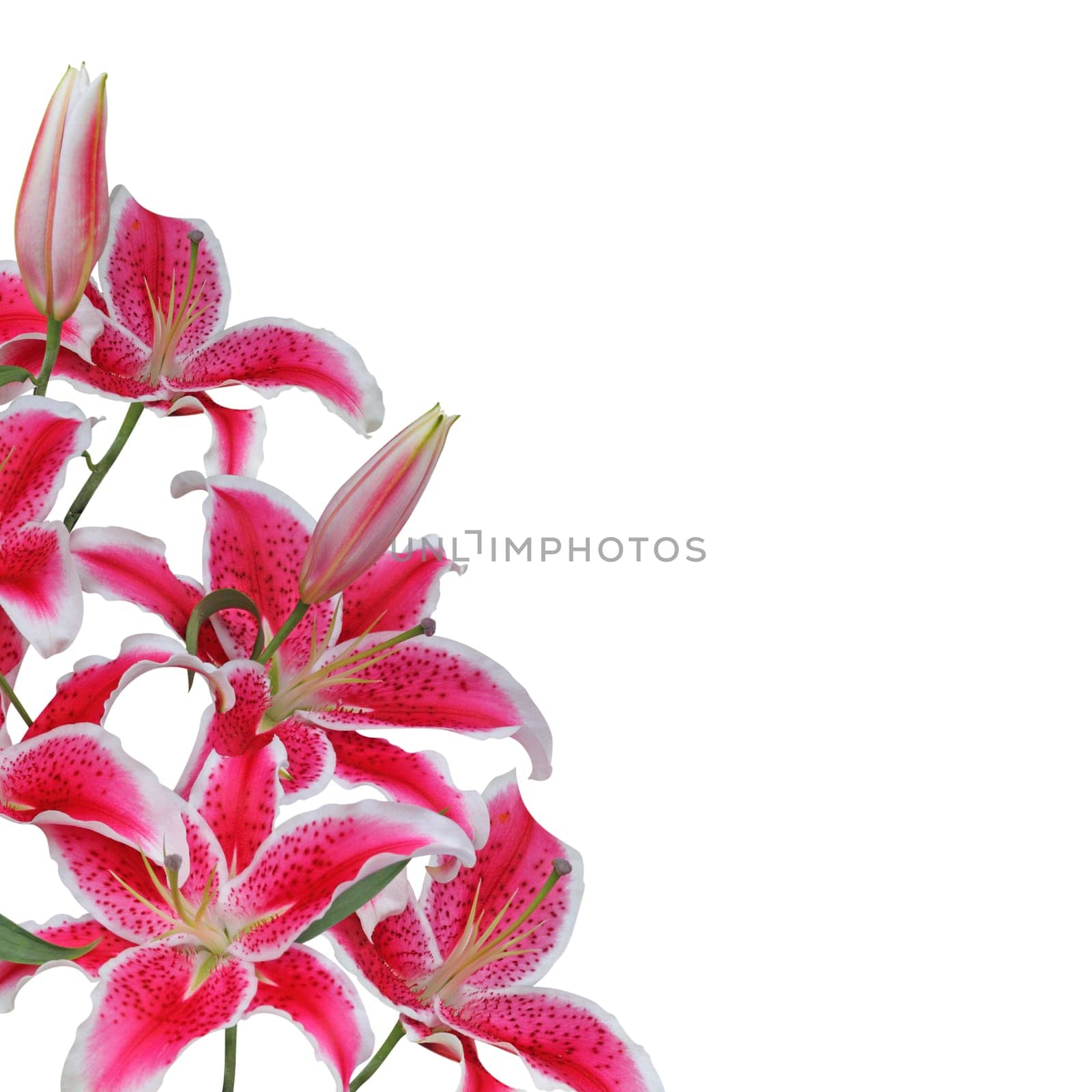 Lily flowers isolated on white