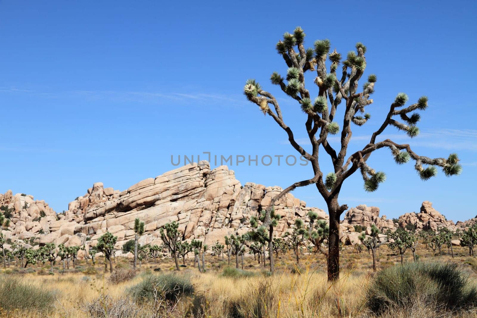 Yucca trees in Joshua Tree National Park, California