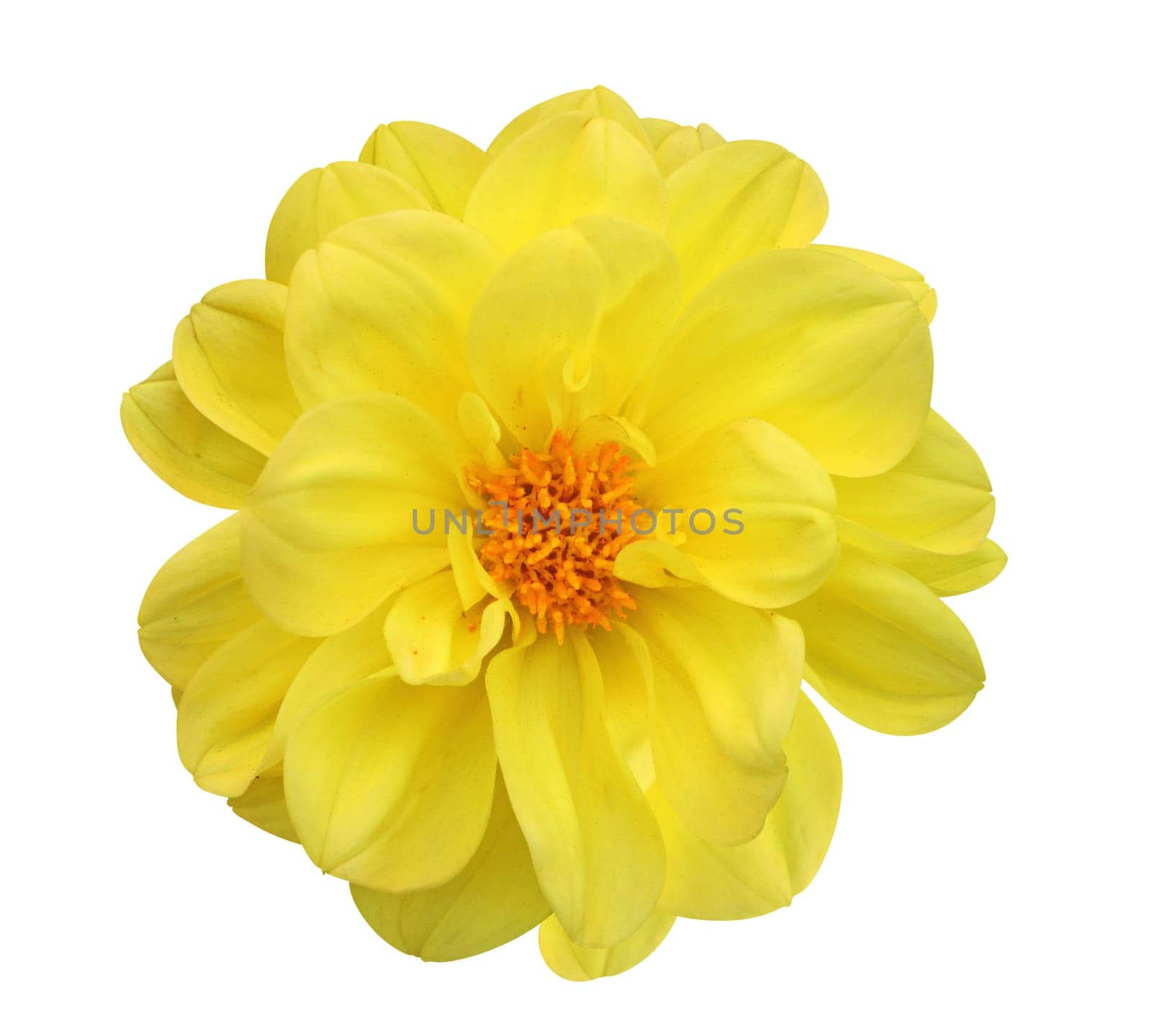 Dahlia Isolated on White Background - clipping path included