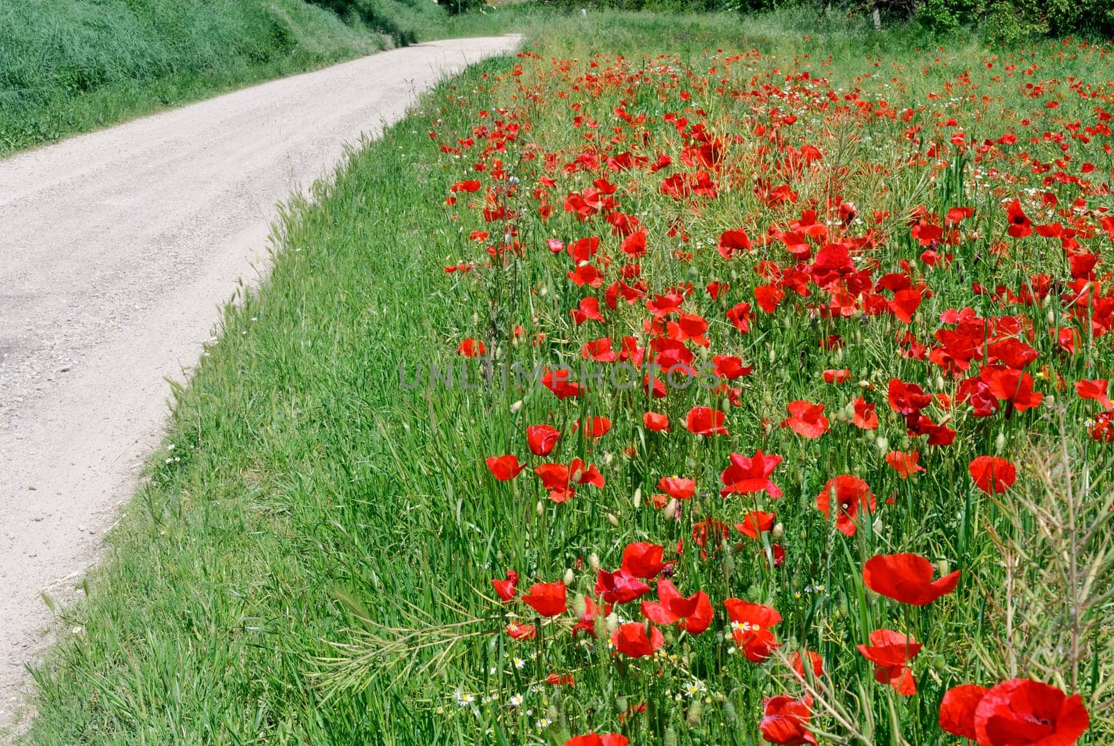 red poppies on the edge of a dirt road