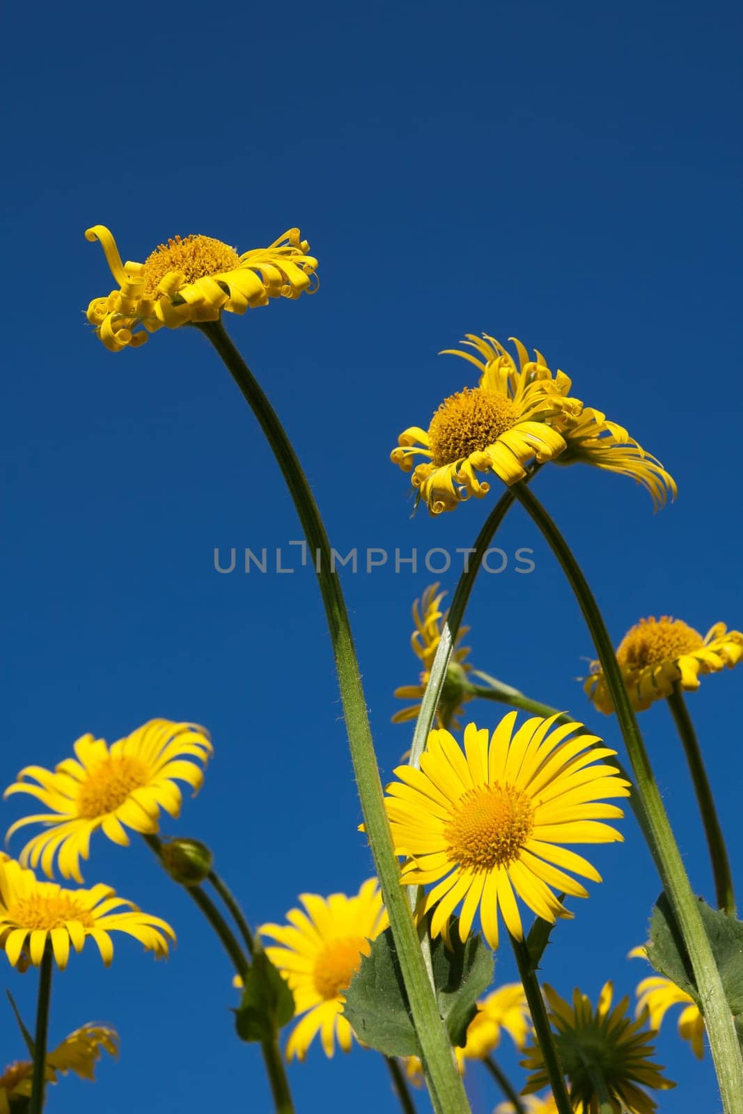 A yellow spring flowers against blue sky