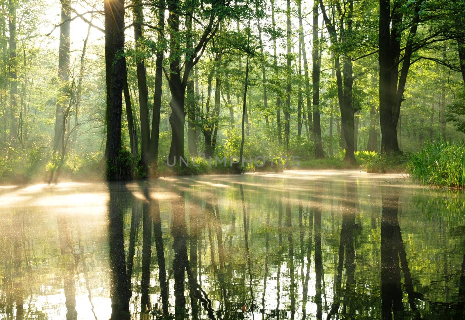 In the morning in the Spreewald
