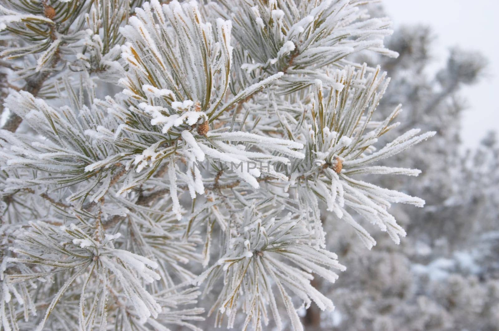 Hoar-frost on frozen pine