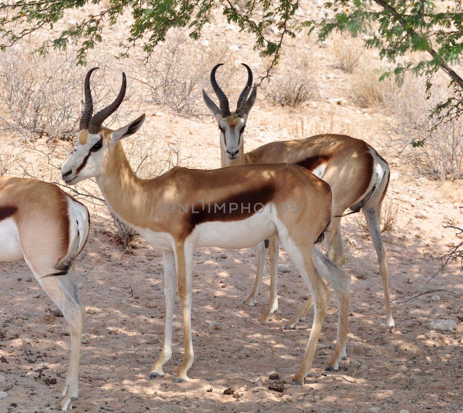 A Springbok Antelope in the Kalahari Desert, Southern Africa.