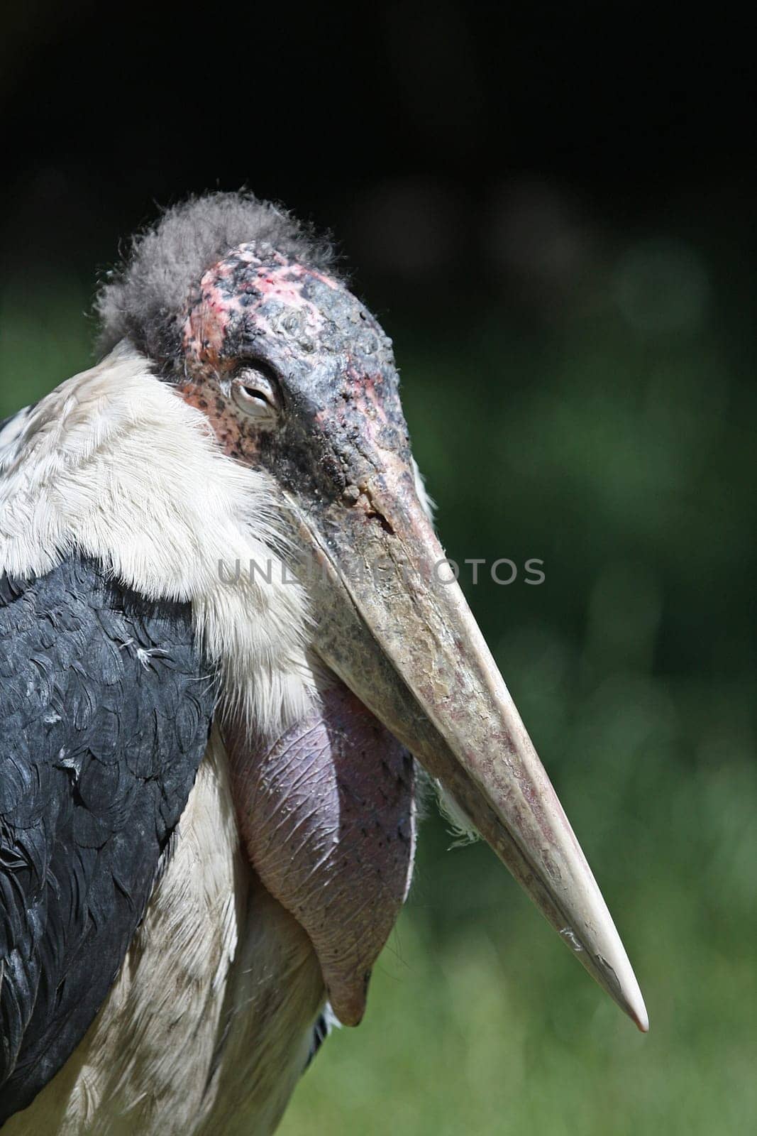 Proud Marabou
