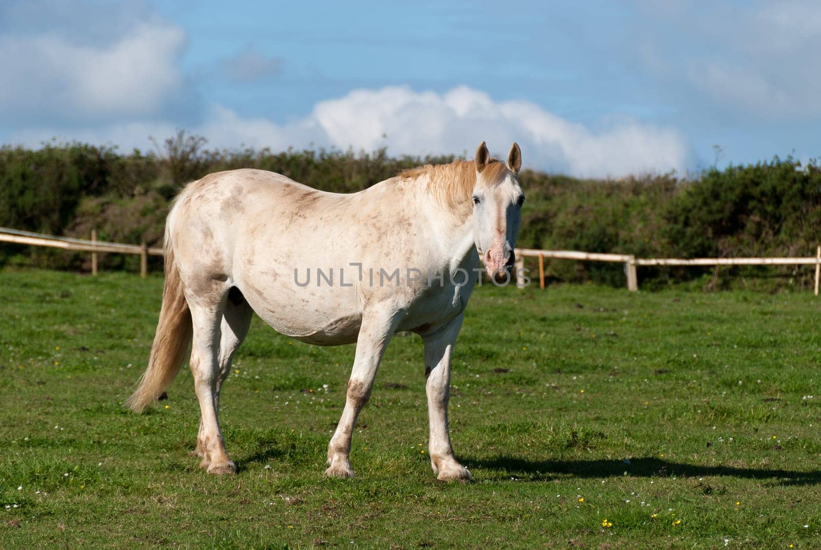 horse in a fenced in Cornwall