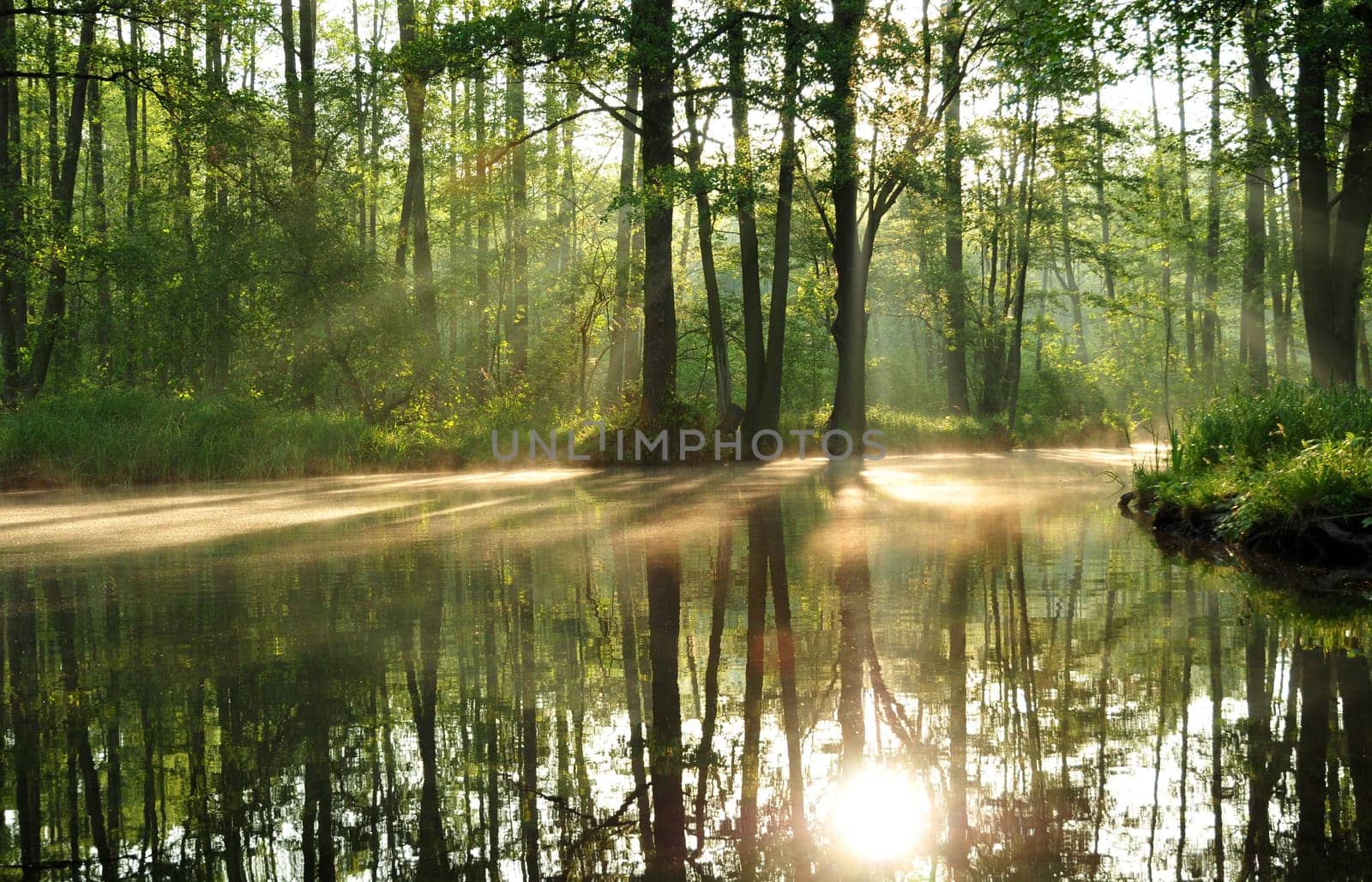 Morning mood in the Spreewald