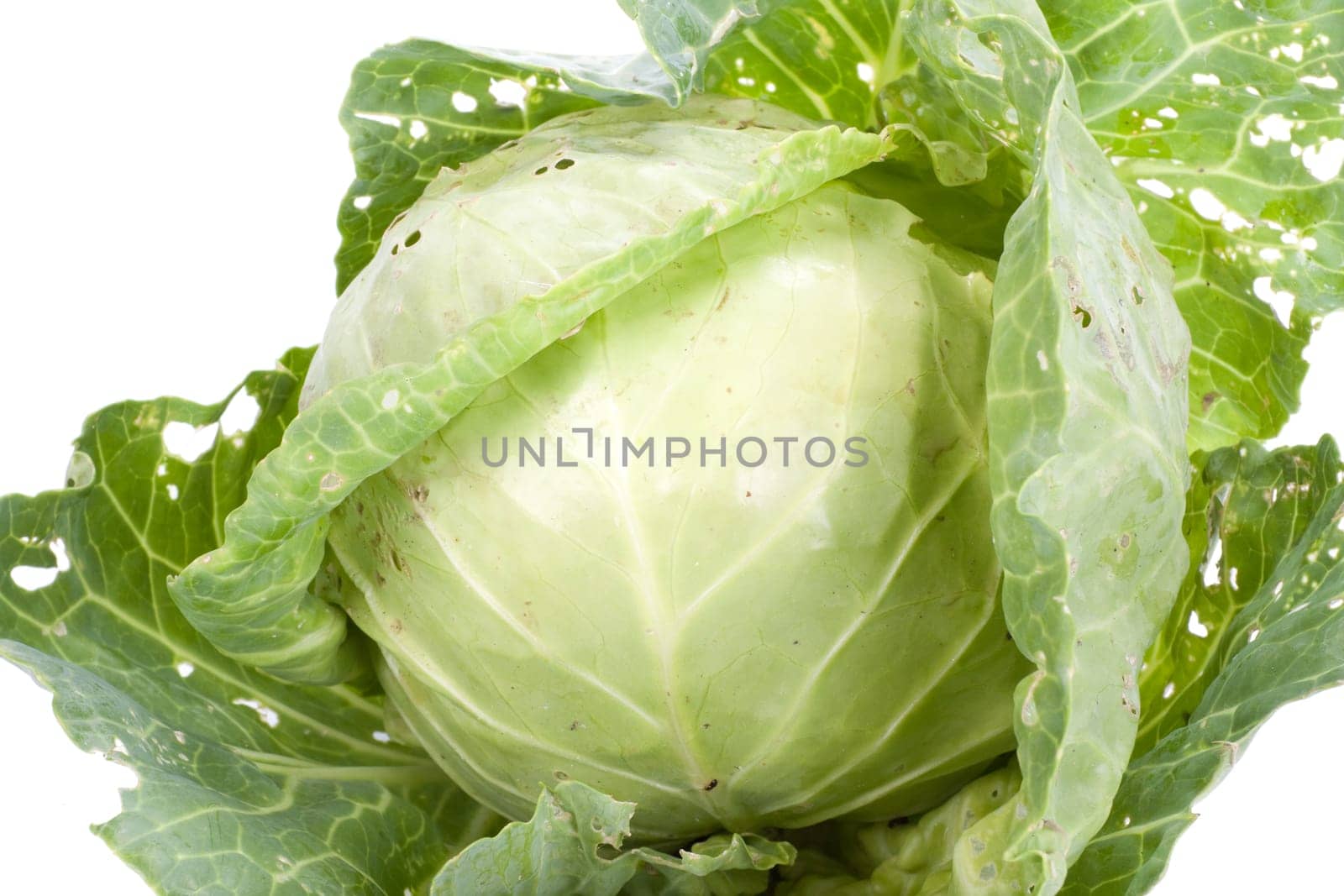 Fresh appetizing cabbage on a white background