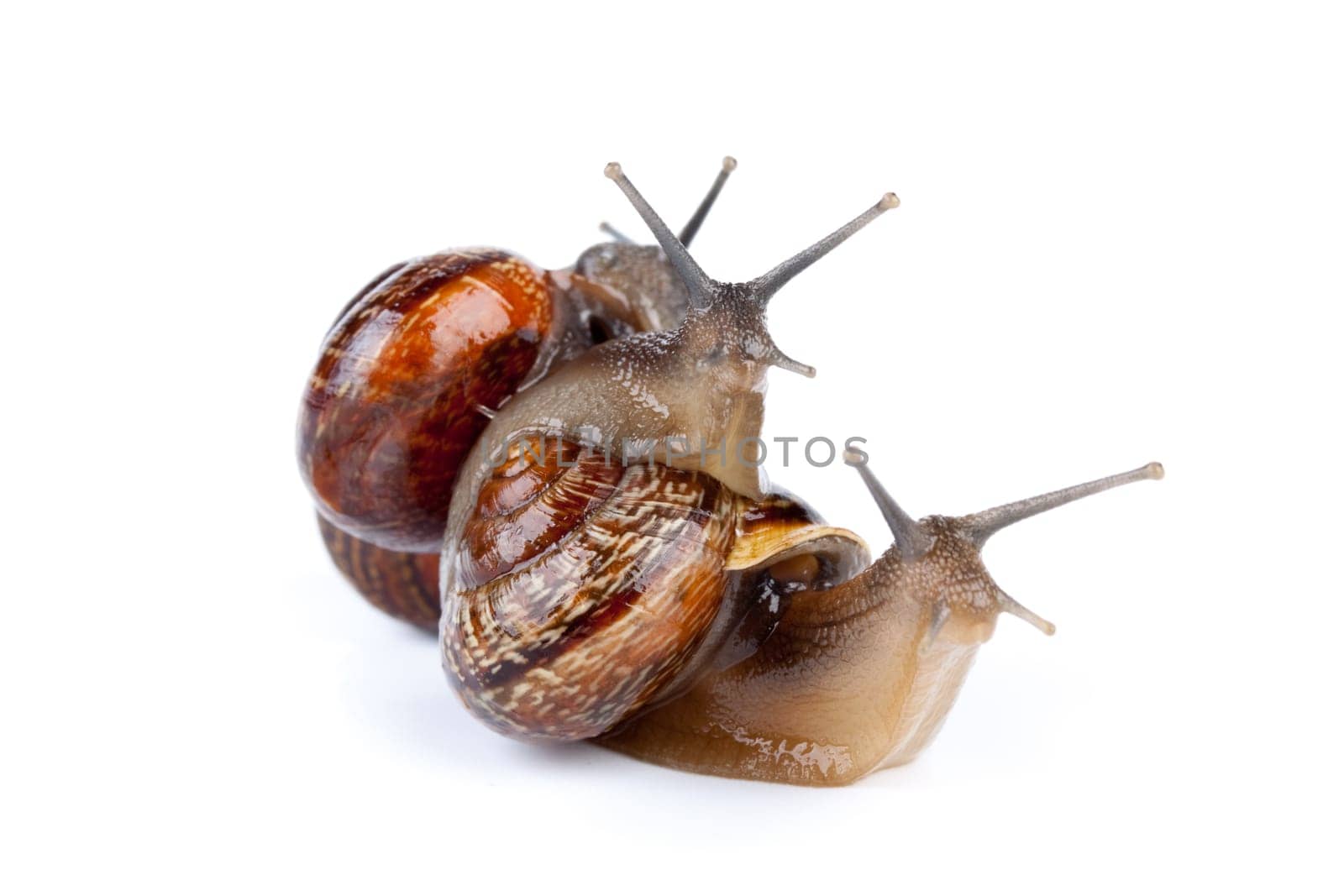 Small garden snail on a white background