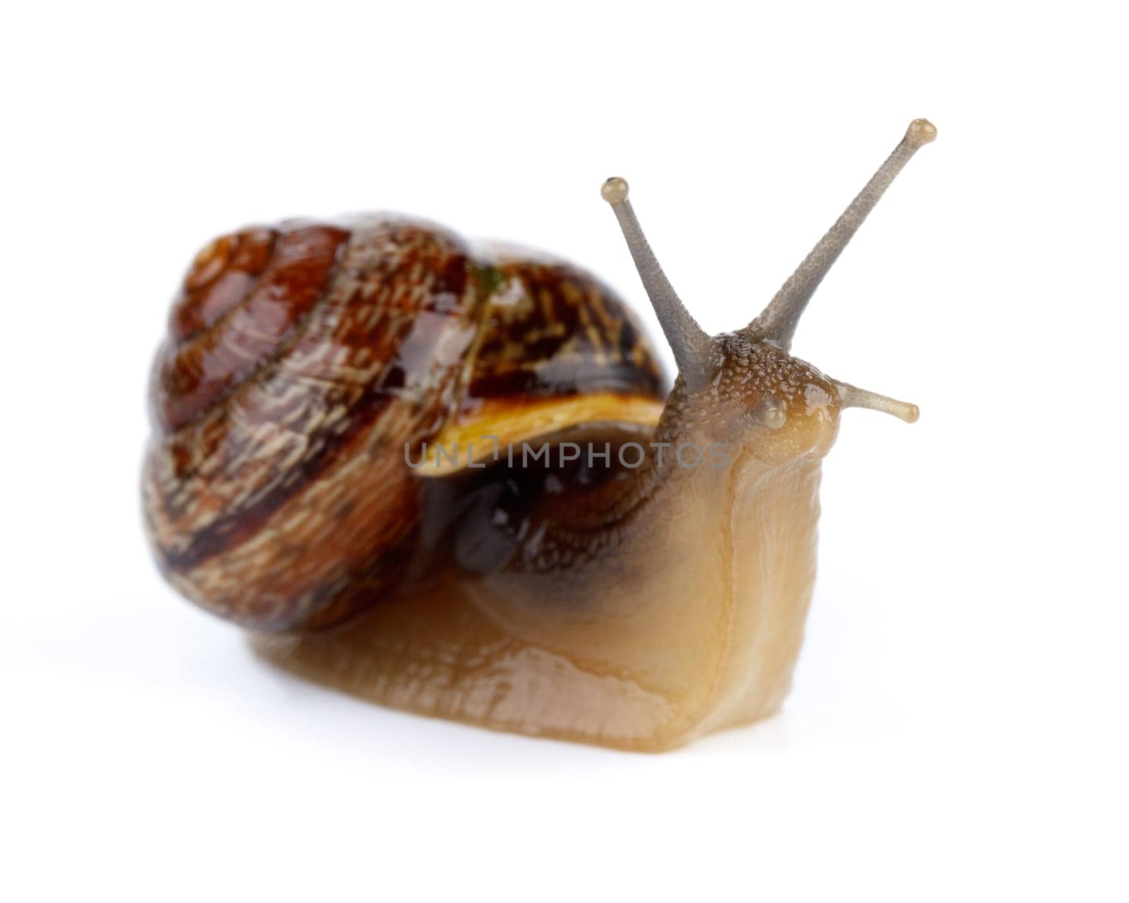 Small garden snail on a white background