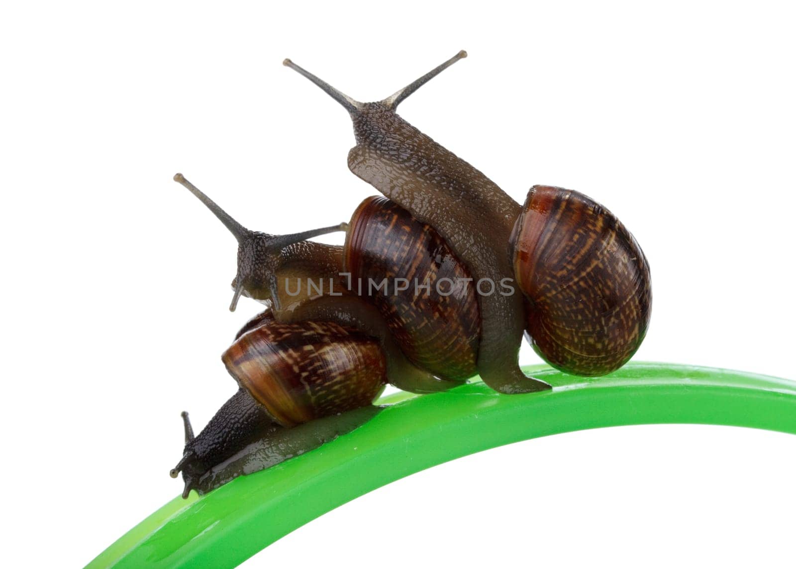Small garden snail on a white background