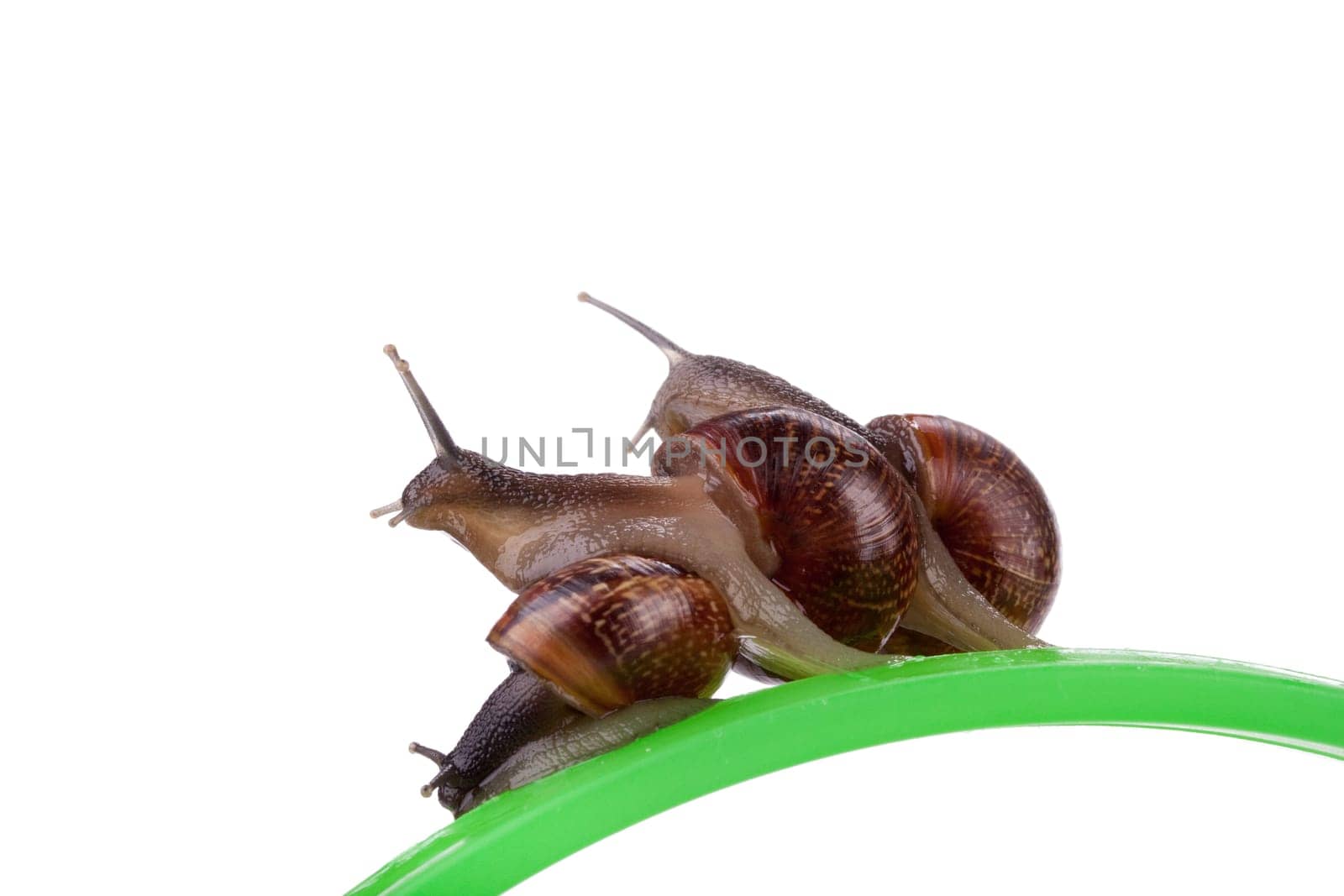 Small garden snail on a white background