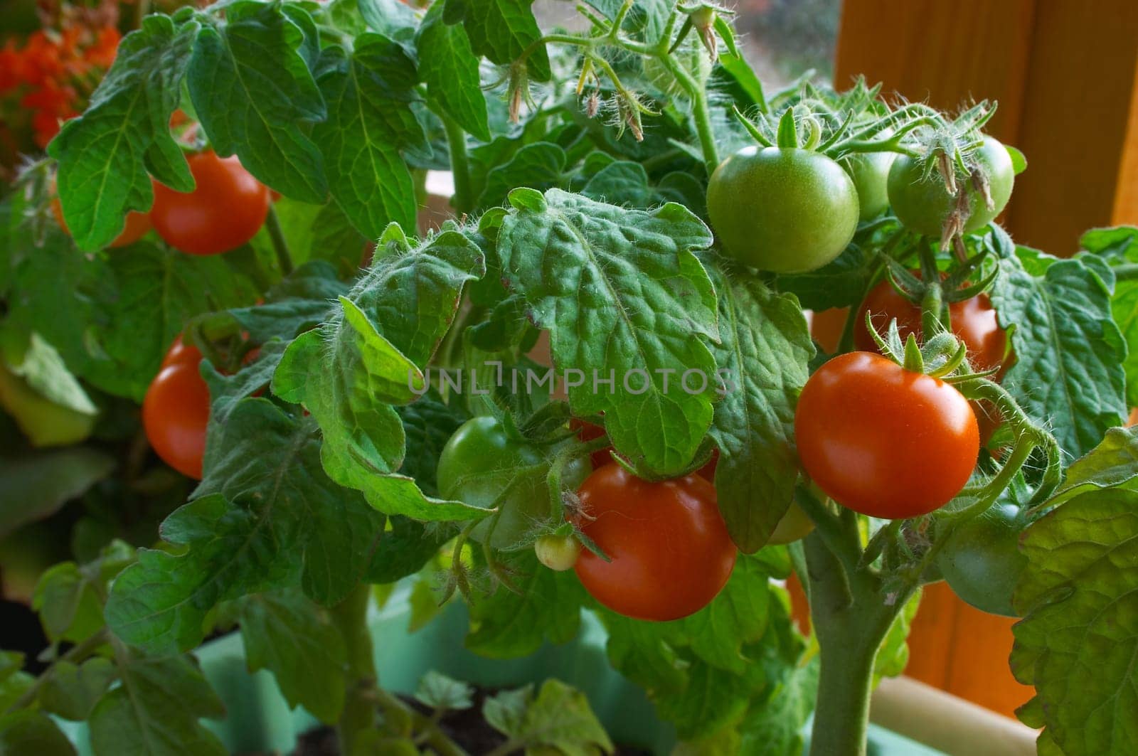 Red and green tomatoes