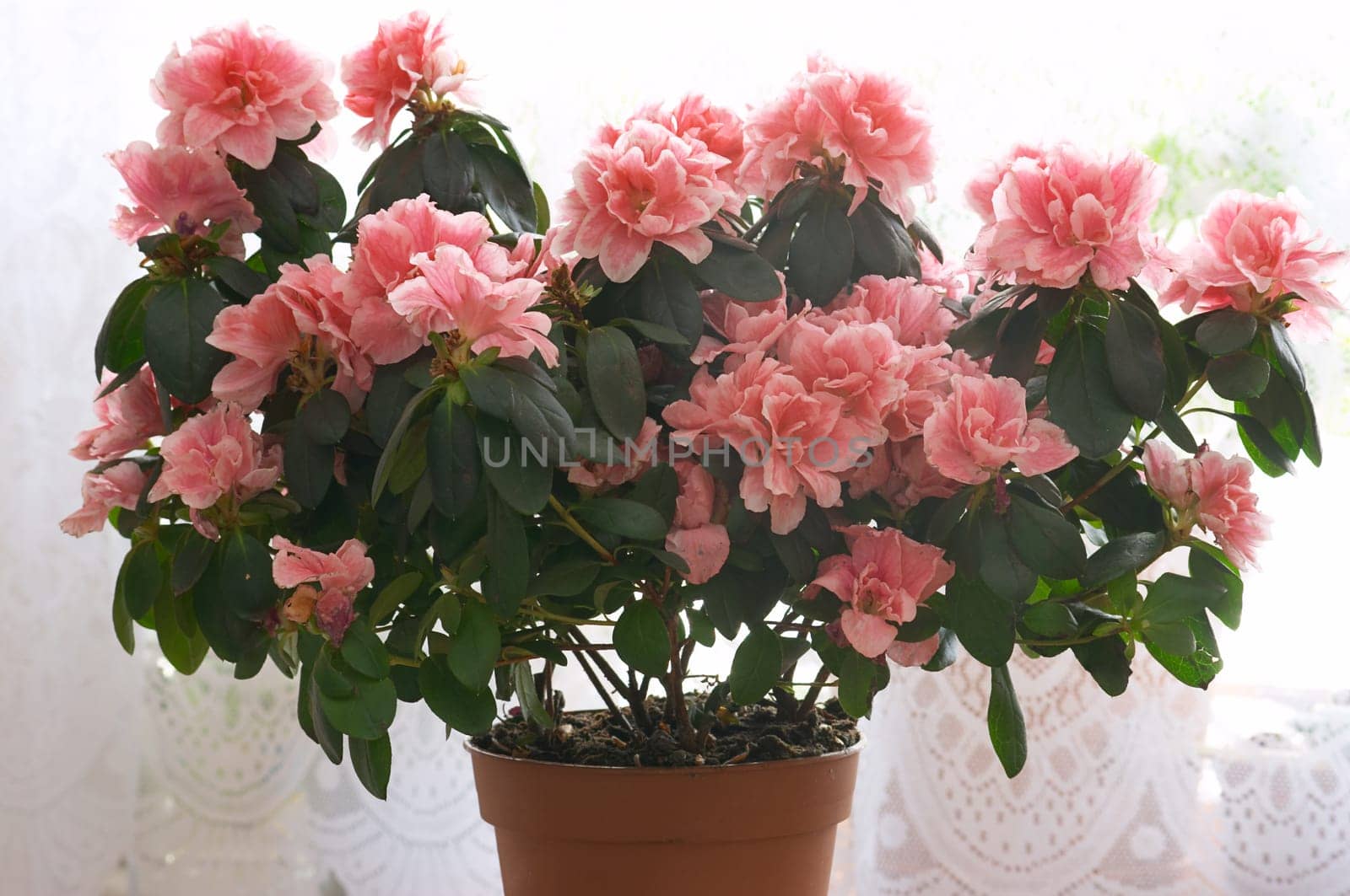 Azalea flower.