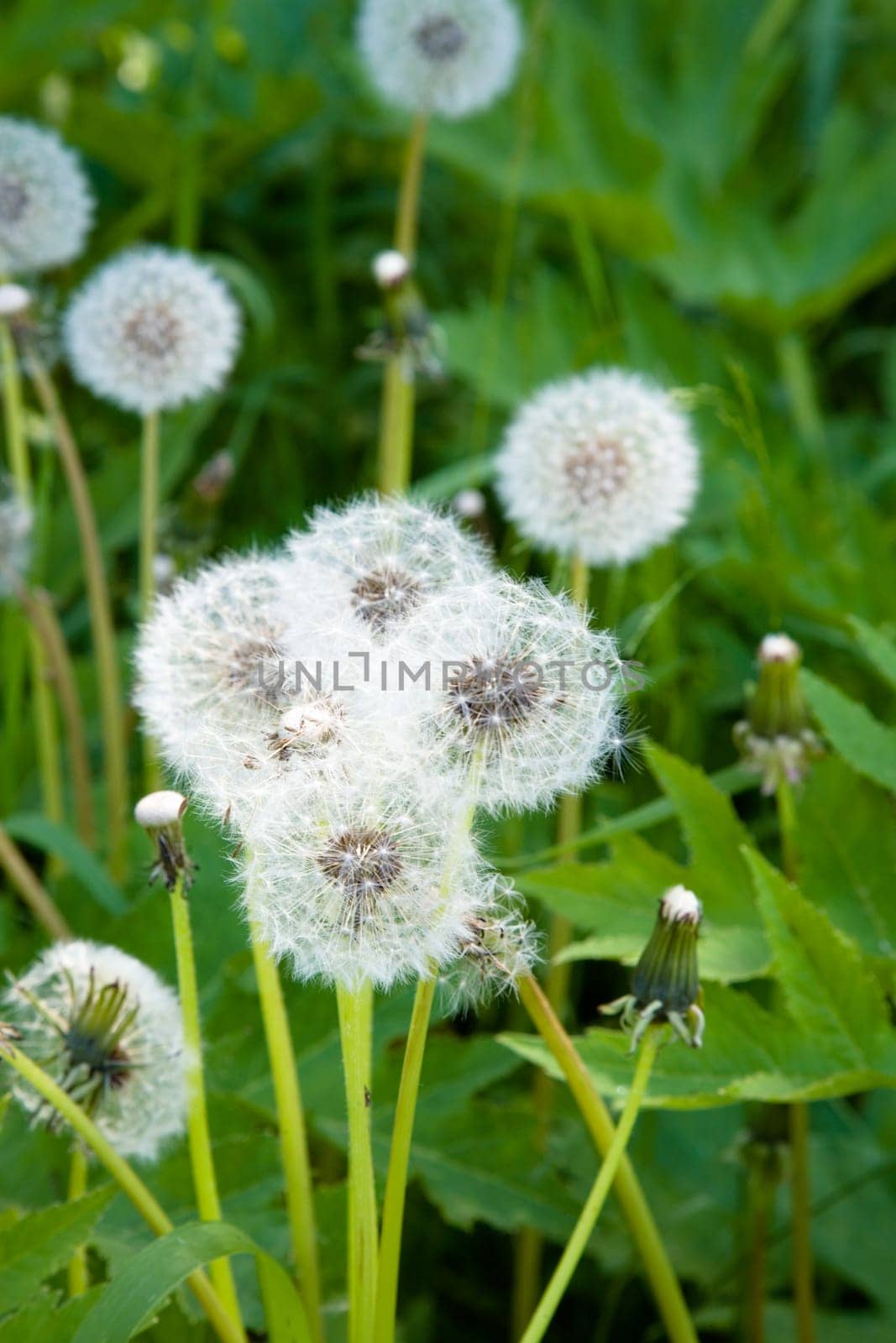 Dandelions. Near Novosibirsk, Ju