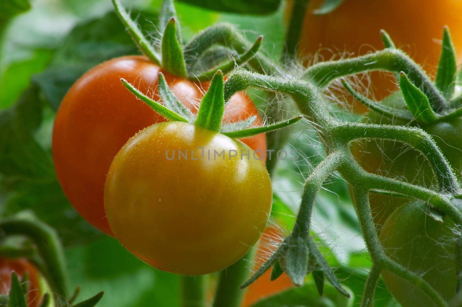 Red and yellow tomatoes