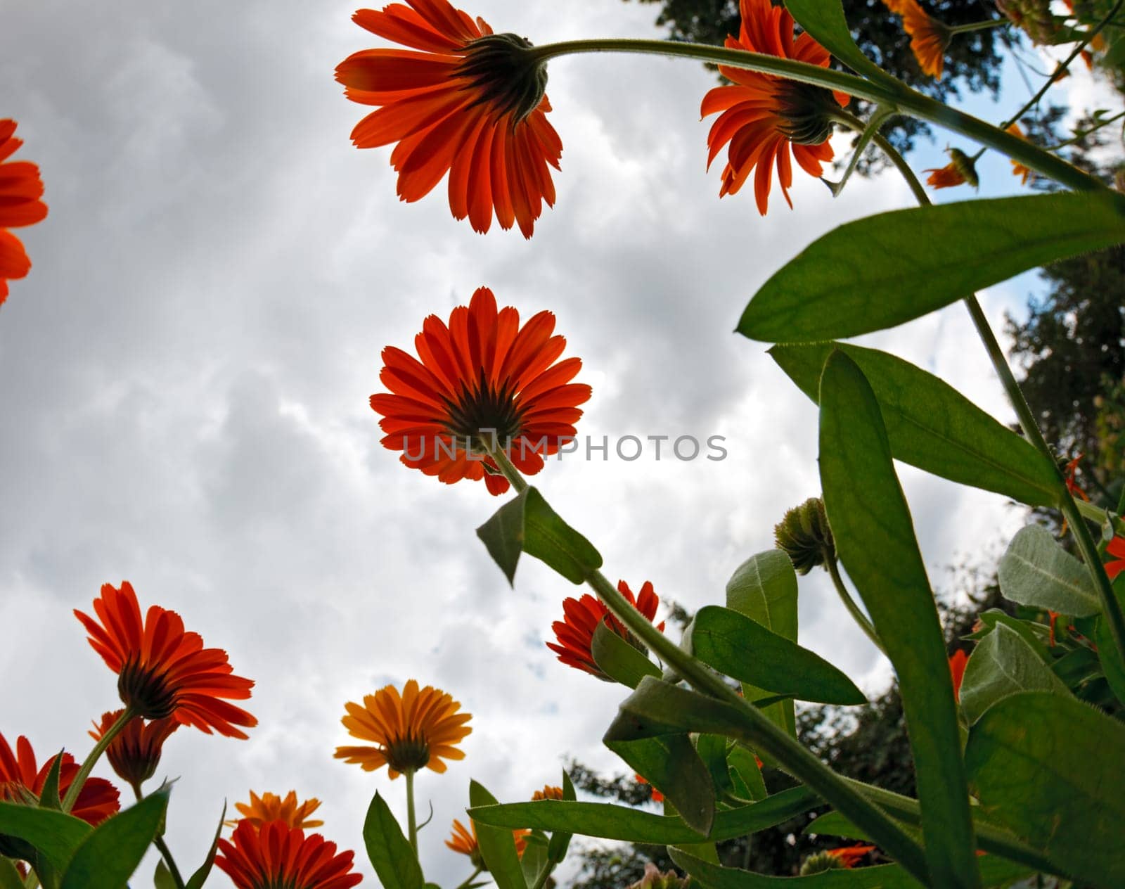 Calendula flowers against cloudy sky. HDR.