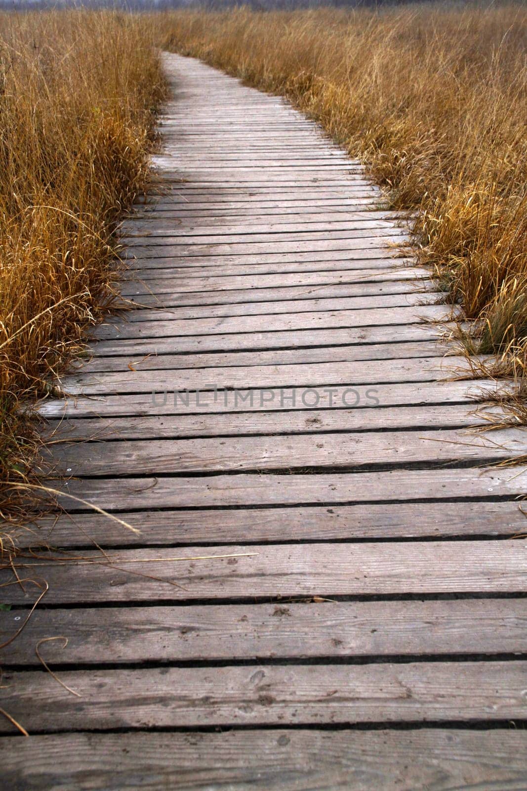 Plank path through the Hiller Moor