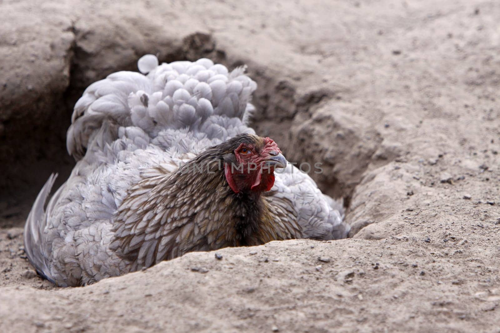 Brahma chicken in a sand bath