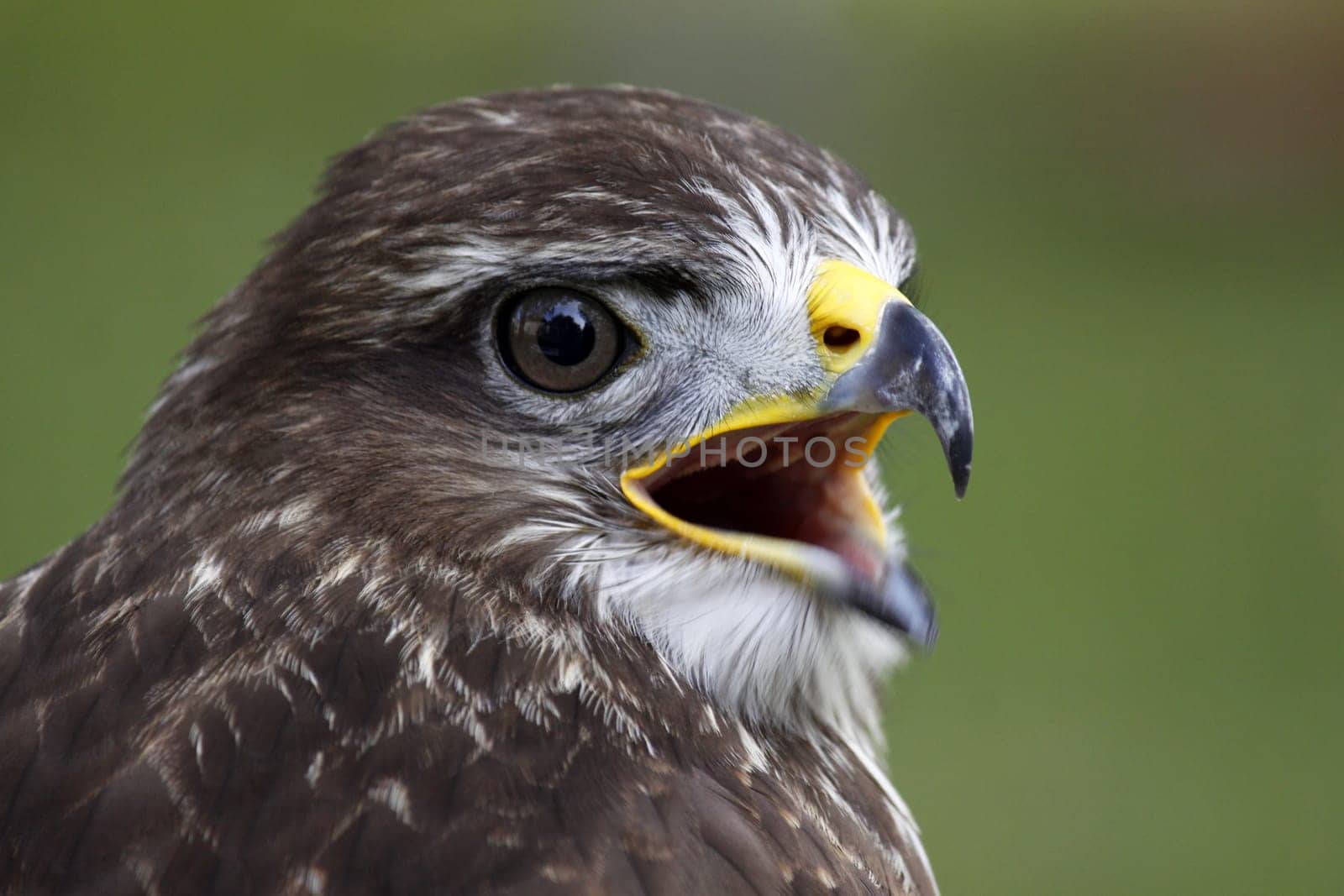 Common buzzard