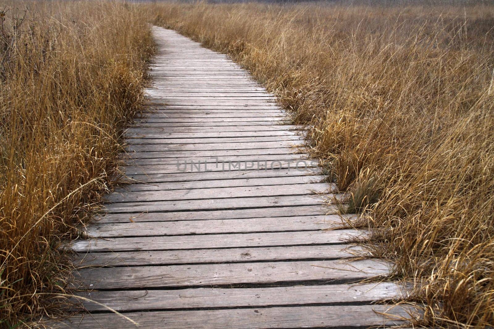 Plank path through the Hiller Moor