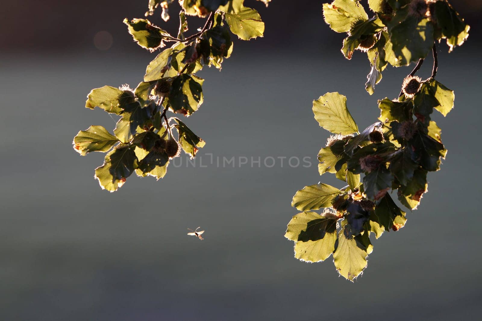 Beech leaves in backlight