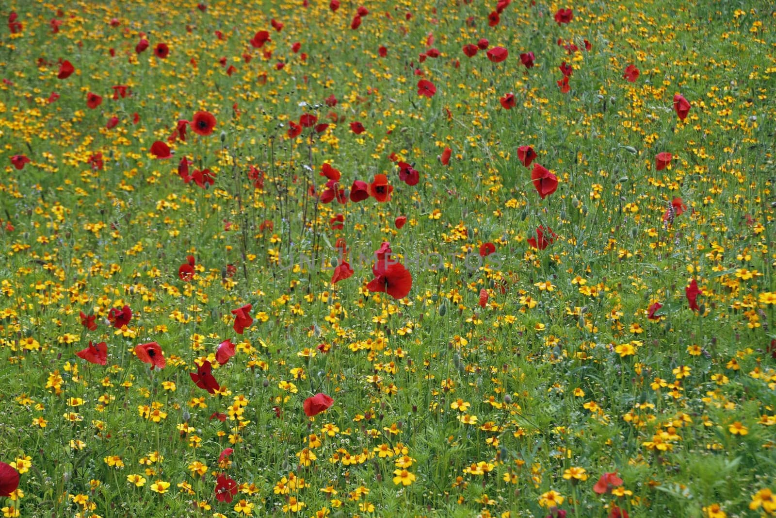 Flower meadow