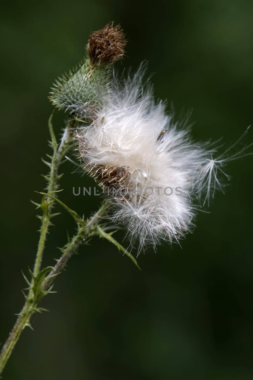 Withered thistles