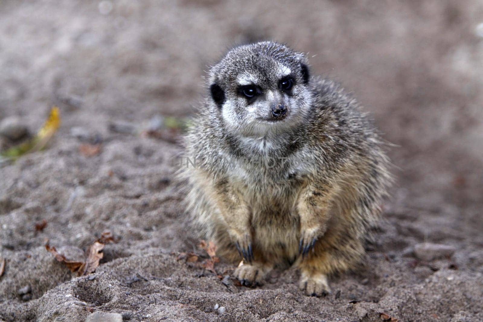 Fluffed meerkat